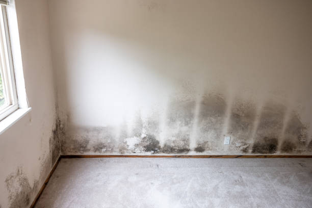 Best Environmental Consulting for Mold Prevention  in Ridgefield, NJ